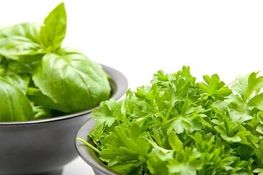 Sowing and growing annual herbs Sowing and growing annual herbs