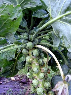 Winter vegetables Winter vegetables