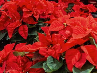 Caring For A Poinsettia Plant Guide