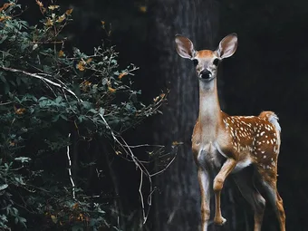 Deer Resistant Plants