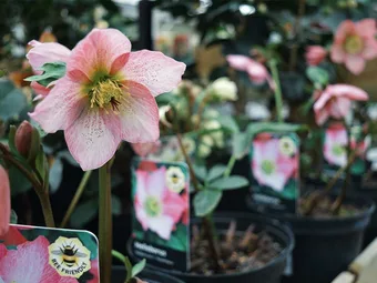 Hooray for Helleborus