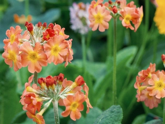 Plant of The Moment: Candelabra Primula