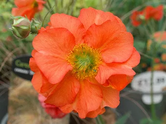 Plant of The Moment: Geum