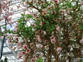 Plant of The Moment: Prunus incisa 'Kojo-no-mai'