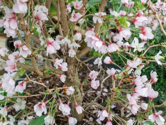 Plant of The Moment: Prunus incisa 'Kojo-no-mai'
