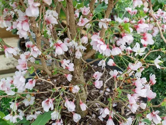 Plant of The Moment: Prunus incisa 'Kojo-no-mai'
