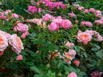 Plant of The Moment: Rose
