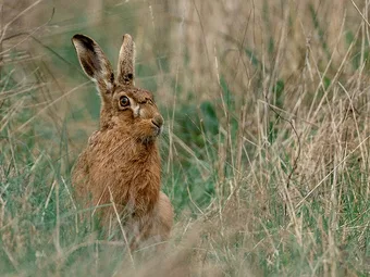 Rabbit Resistant Plants