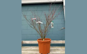 ACER PALM BUTTERFLY 25L - image 1