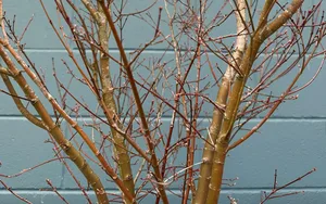 ACER PALM BUTTERFLY 25L - image 2