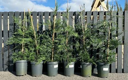 CUPRESSOCYPARIS LEY 80-100CM C4.5