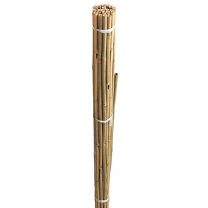 GI BAMBOO CANES BULK BUNDLE 210CM 10PK