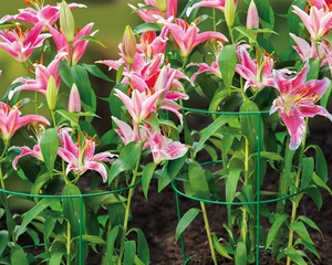 GI CONICAL PLANT SUPPORT 48CM - image 2