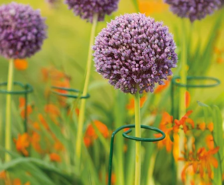 GI SINGLE STEM PLANT SUPPORT 60CM 3PK