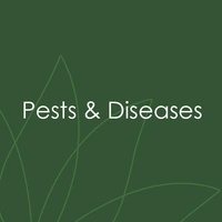 Pests & Diseases
