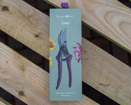 RHS SECATEURS ASTERACEAE