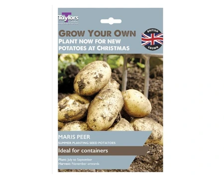 SEED POTATOES MARIS PEER