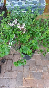 SYRINGA MEYERI PALIBIN 9L